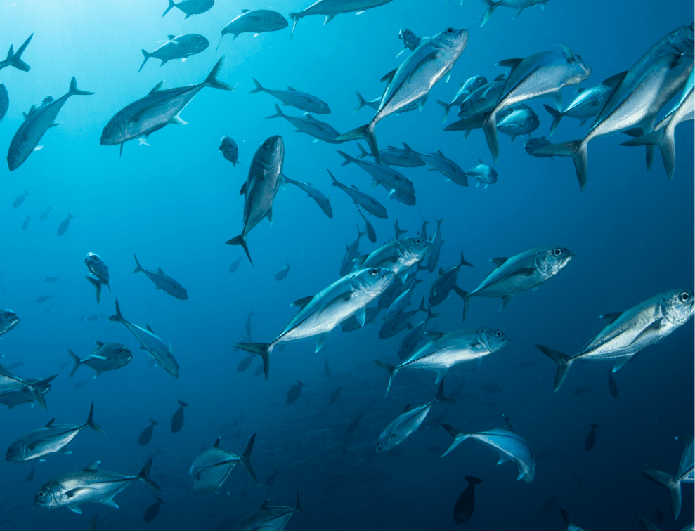 A school of silver fish swims gracefully underwater, showcasing their shiny scales and fluid movement in the deep blue sea.