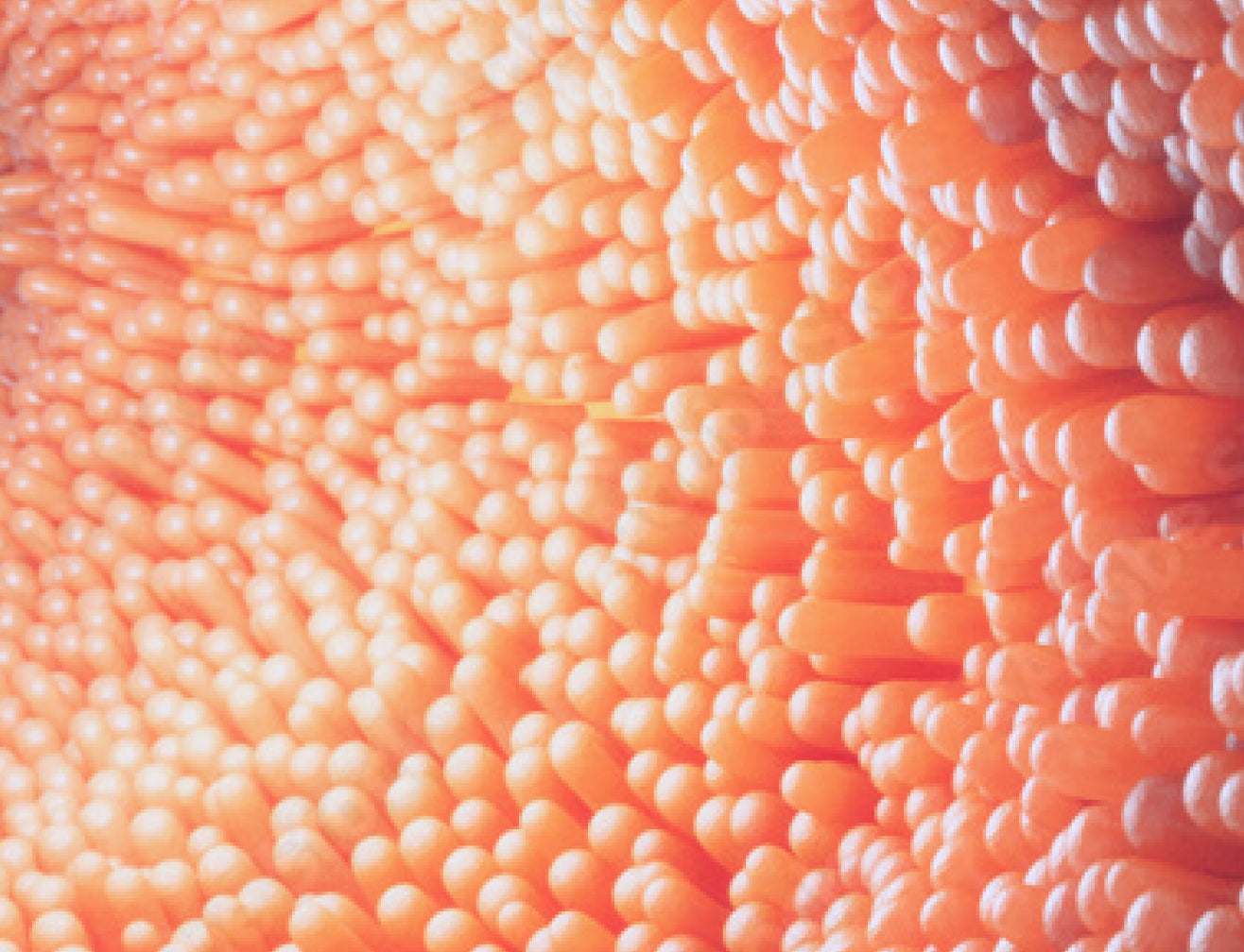 Close-up of orange, textured surface resembling coral or cells, conveying a natural, vibrant beauty. Perfect for skincare or collagen supplement themes.