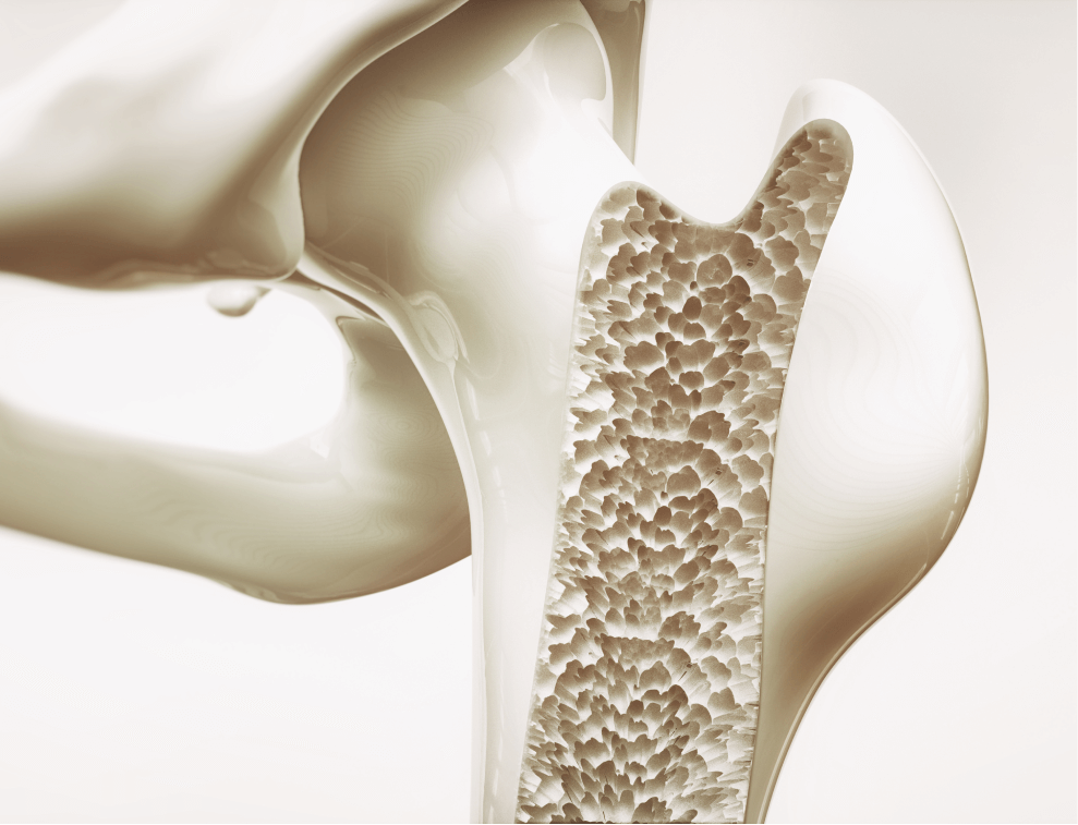 Close-up 3D render of a bone cross-section showing detailed porous structure, highlighting collagen's role in bone health.