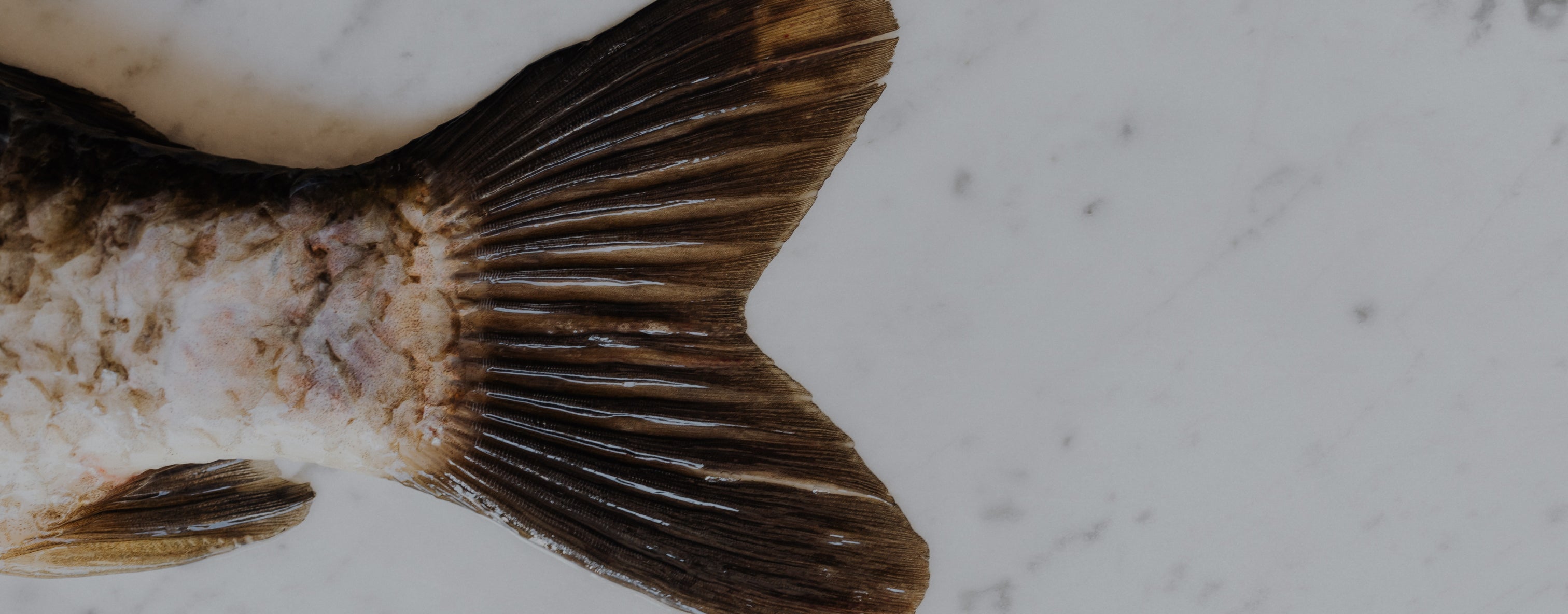 Close-up of a fish tail with scales, highlighting marine collagen source. Marble-textured background, emphasizing natural beauty supplements.