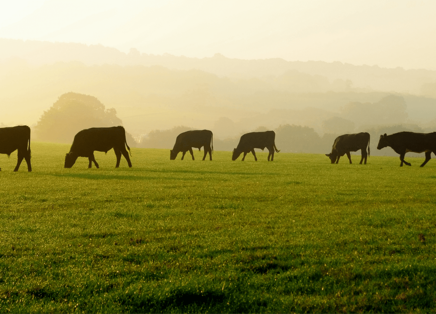 Cows grazing on a lush green field at sunrise, with misty hills in the background, suggesting natural collagen sources.