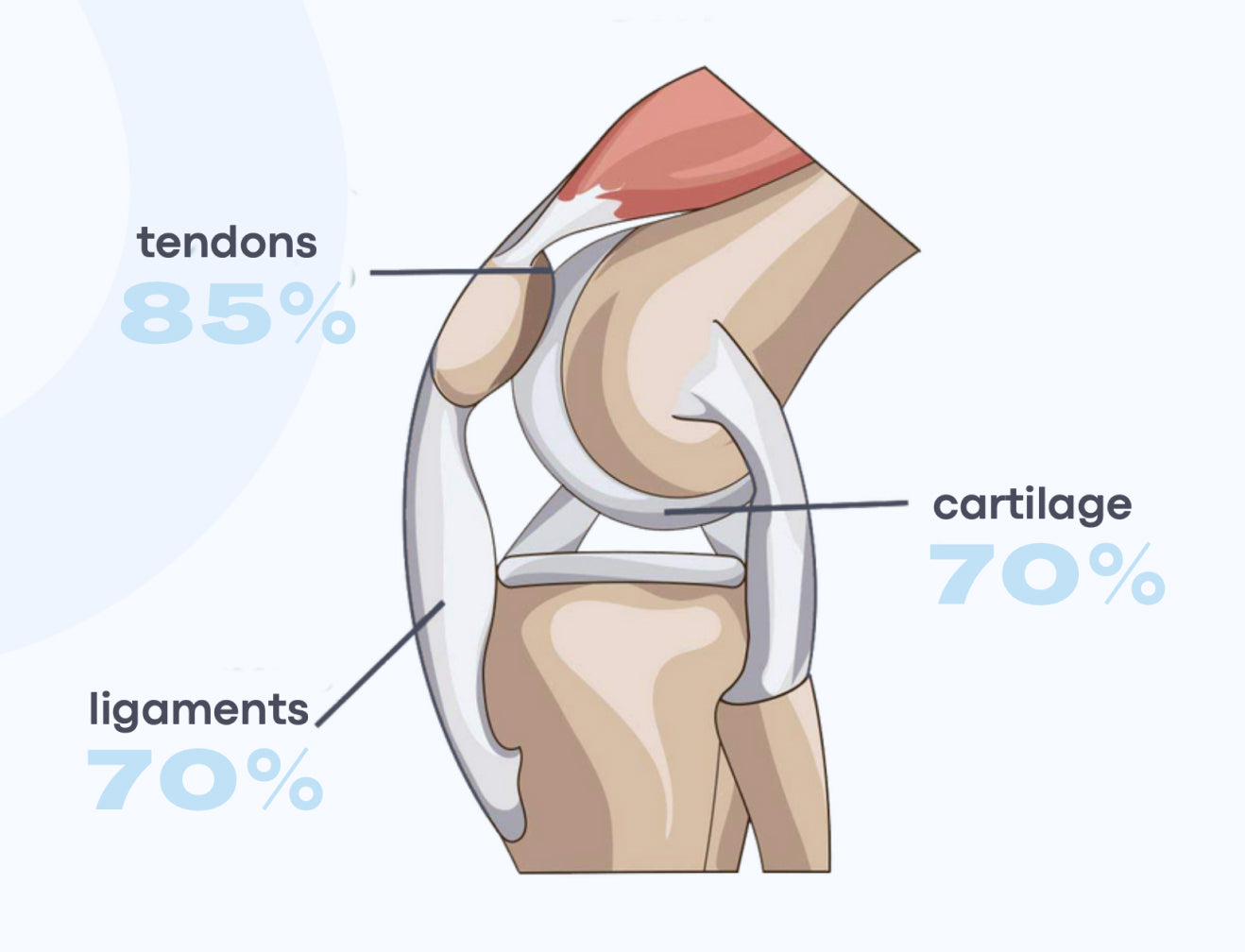 Illustration of a knee joint showing tendons at 85% collagen and ligaments, cartilage at 70% collagen, highlighting joint health.