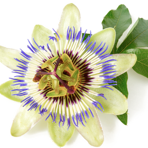Close-up of a passionflower with white petals, purple filaments, and green leaves on a white background, highlighting natural beauty elements.