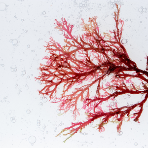 Vibrant red seaweed branch with air bubbles in clear liquid background, symbolizing beauty and collagen supplements.