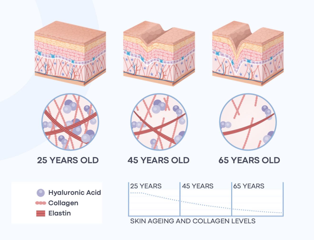 Illustration showing skin layers and collagen levels at ages 25, 45, and 65. Includes collagen, elastin, and hyaluronic acid structure.