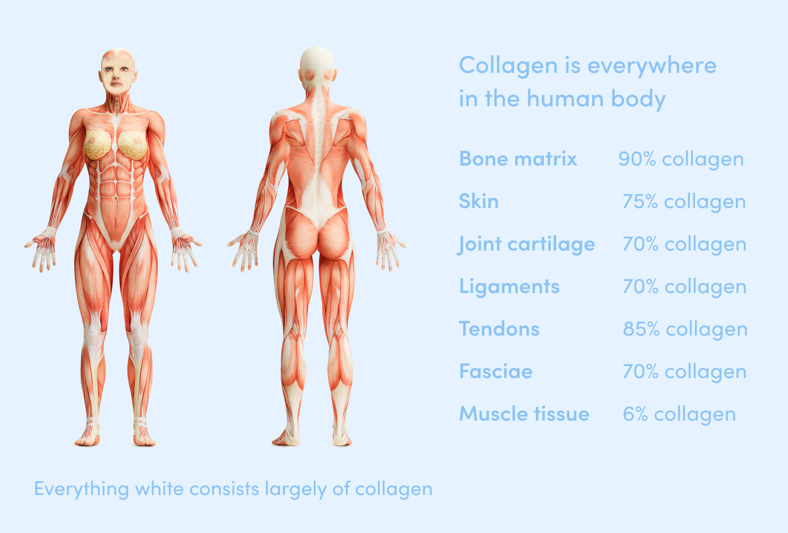 Illustration of the human muscular system, with detailed collagen percentages in bones, skin, joints, tendons, fasciae, and muscles.